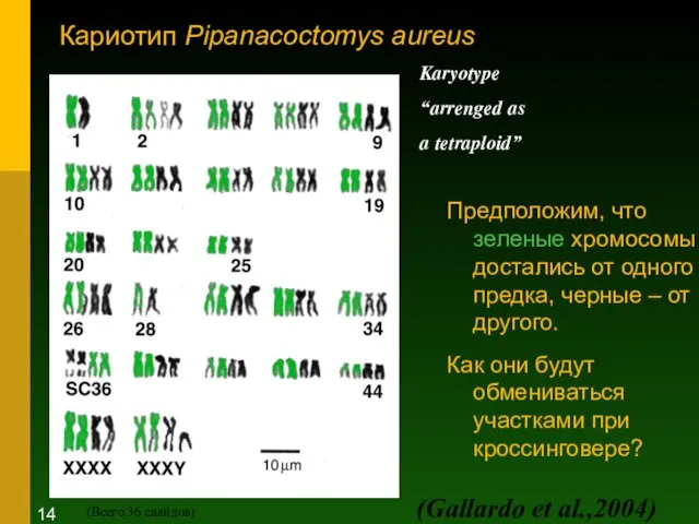 Кариотип Pipanacoctomys aureus Предположим, что зеленые хромосомы достались от одного предка, черные