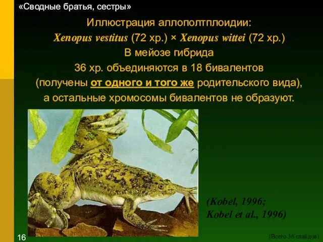 Иллюстрация аллополтплоидии: Xenopus vestitus (72 хр.) × Xenopus wittei (72 хр.) В