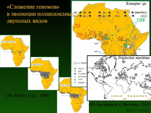 (По Tinsley et al., 1996) «Сложение геномов» в эволюции полиплоидных двуполых видов