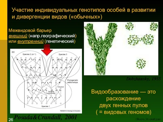 Участие индивидуальных генотипов особей в развитии и дивергенции видов («обычных») Dobzhansky, 1955