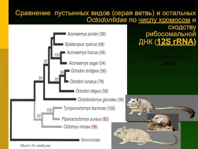 Сравнение пустынных видов (серая ветвь) и остальных Octodontidae по числу хромосом и