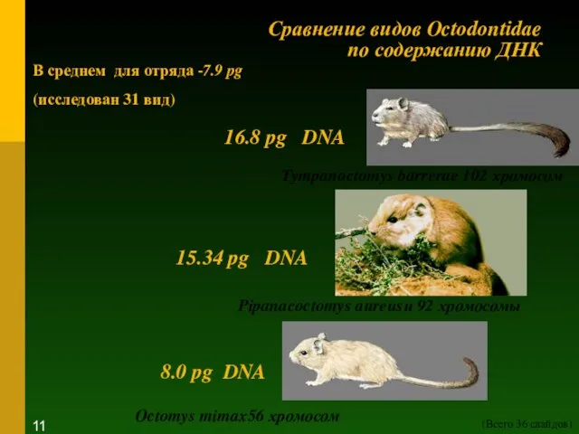 Сравнение видов Octodontidae по содержанию ДНК Tympanoctomys barrerae 102 хромосом Octomys mimax56