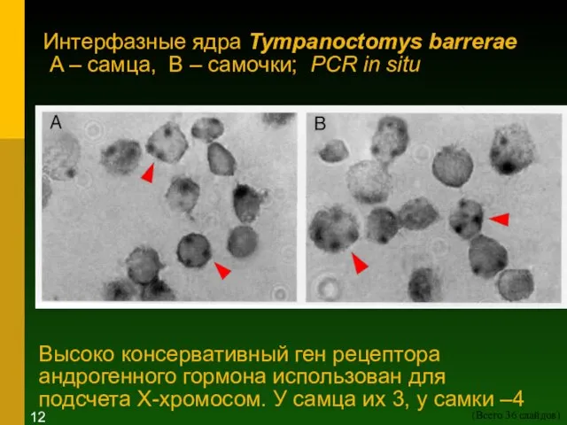 Интерфазные ядра Tympanoctomys barrerae A – самца, B – самочки; PCR in