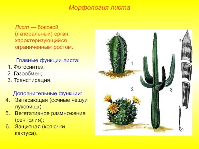 Морфология листа Лист — боковой (латеральный) орган, характеризующийся ограниченным ростом. Главные функции