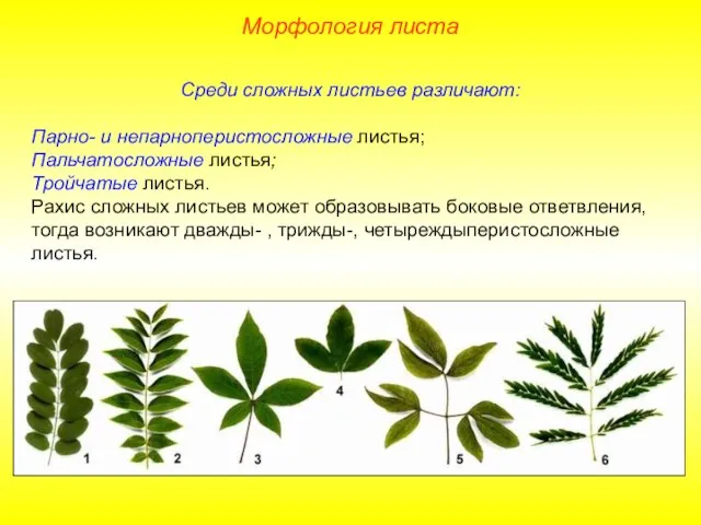 Среди сложных листьев различают: Парно- и непарноперистосложные листья; Пальчатосложные листья; Тройчатые листья.