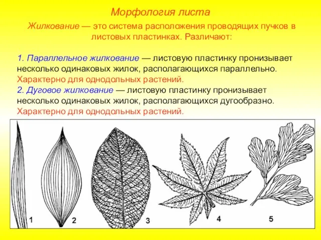 Жилкование — это система расположения проводящих пучков в листовых пластинках. Различают: 1.