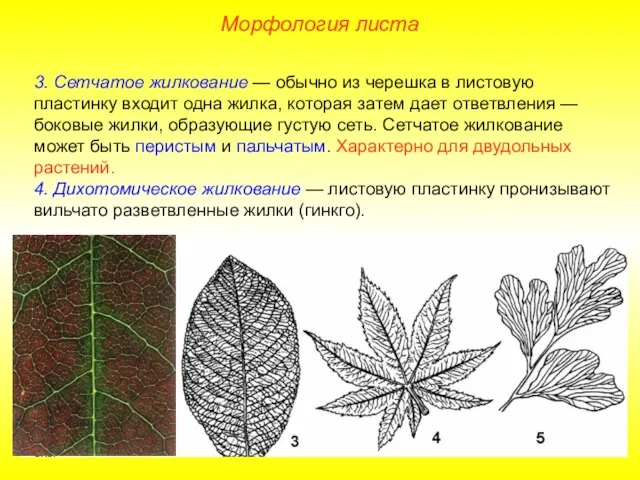 3. Сетчатое жилкование — обычно из черешка в листовую пластинку входит одна