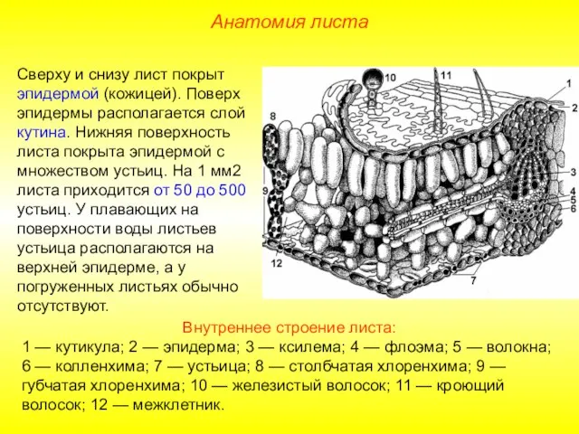 Сверху и снизу лист покрыт эпидермой (кожицей). Поверх эпидермы располагается слой кутина.