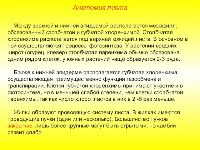 Между верхней и нижней эпидермой располагается мезофилл, образованный столбчатой и губчатой хлоренхимой.