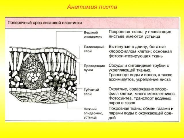 Анатомия листа