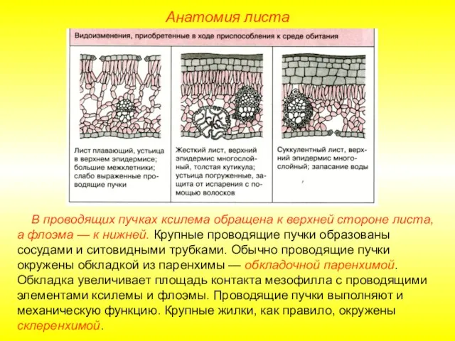 В проводящих пучках ксилема обращена к верхней стороне листа, а флоэма —