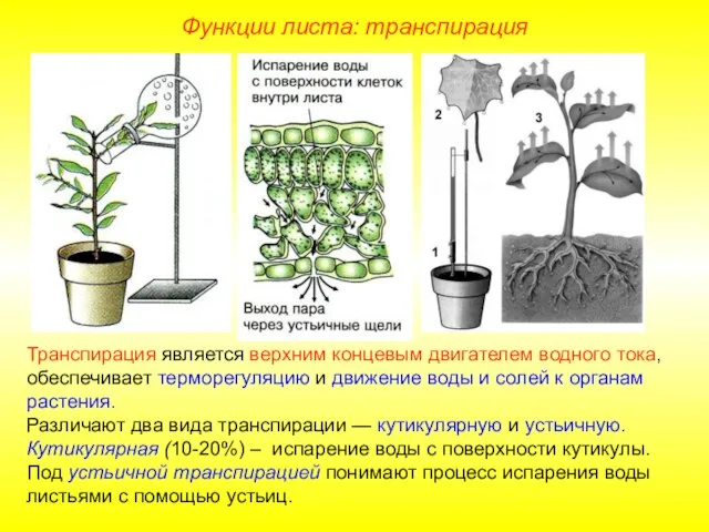 Транспирация является верхним концевым двигателем водного тока, обеспечивает терморегуляцию и движение воды