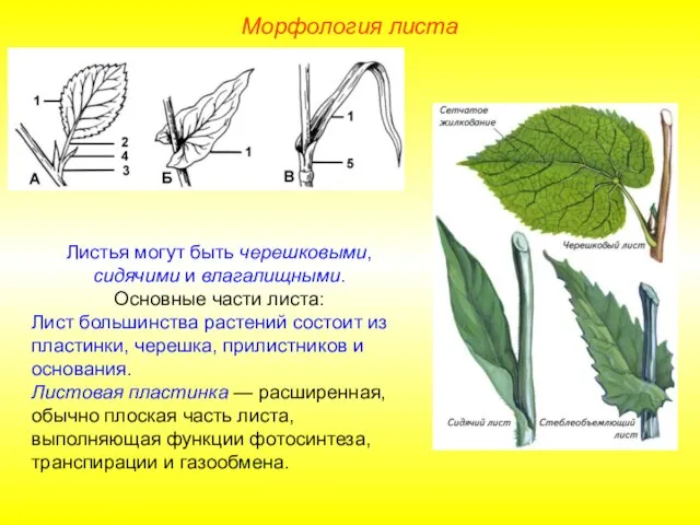 Листья могут быть черешковыми, сидячими и влагалищными. Основные части листа: Лист большинства