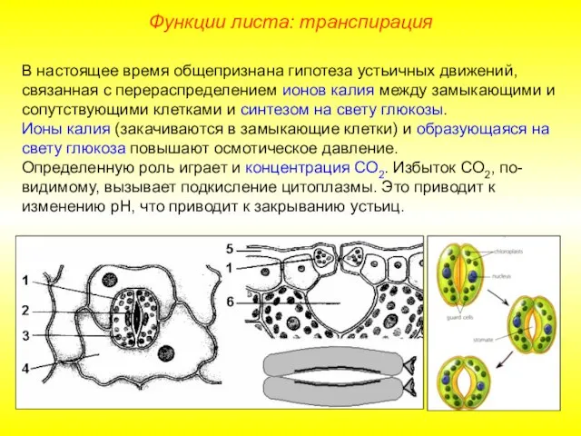 В настоящее время общепризнана гипотеза устьичных движений, связанная с перераспределением ионов калия