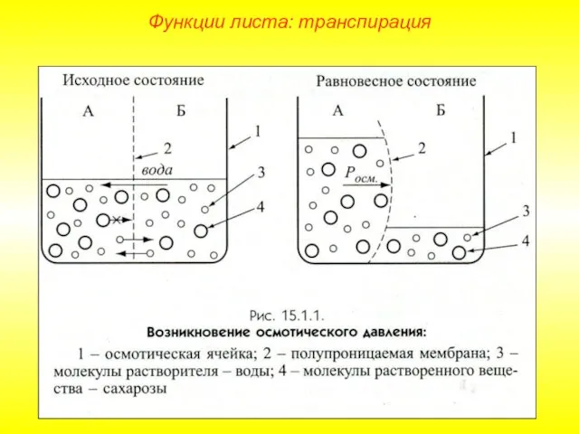 Функции листа: транспирация