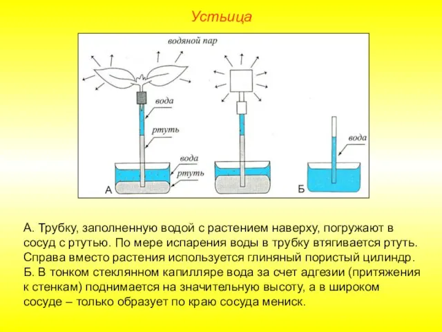 Устьица А. Трубку, заполненную водой с растением наверху, погружают в сосуд с