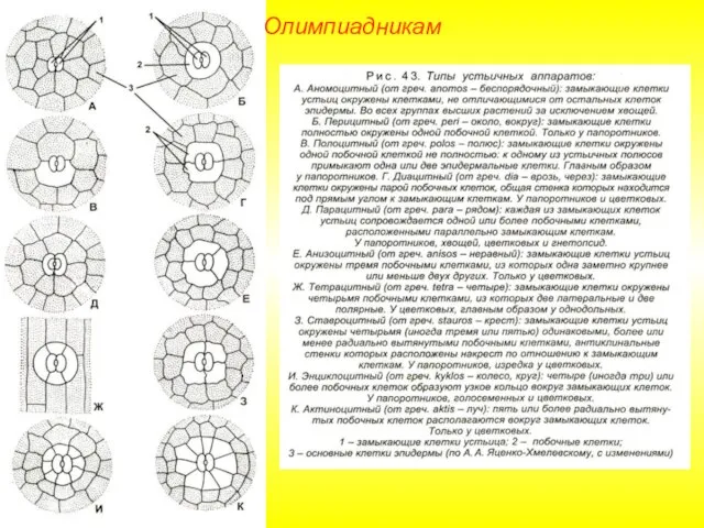 Олимпиадникам