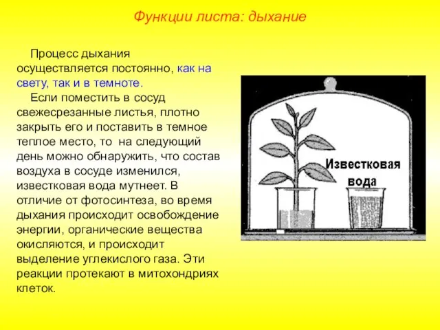 Процесс дыхания осуществляется постоянно, как на свету, так и в темноте. Если