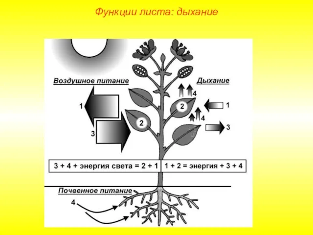 Функции листа: дыхание