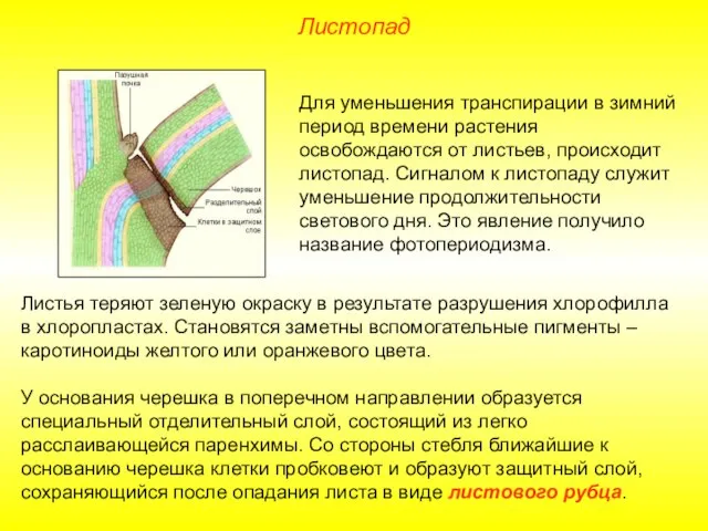 Для уменьшения транспирации в зимний период времени растения освобождаются от листьев, происходит