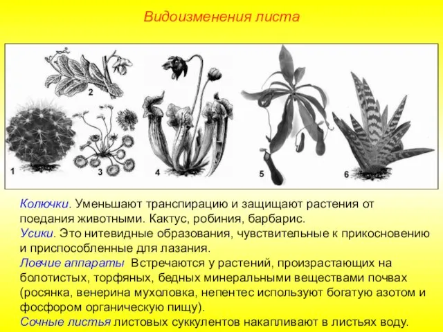 Колючки. Уменьшают транспирацию и защищают растения от поедания животными. Кактус, робиния, барбарис.