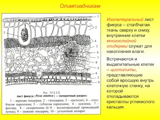 Олимпиадникам Изолатеральный лист фикуса – столбчатая ткань сверху и снизу, внутренние клетки