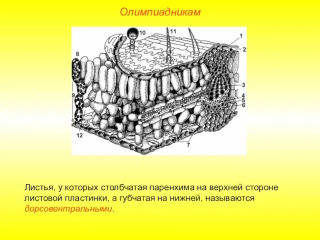 Олимпиадникам Листья, у которых столбчатая паренхима на верхней стороне листовой пластинки, а