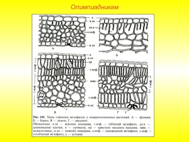 Олимпиадникам