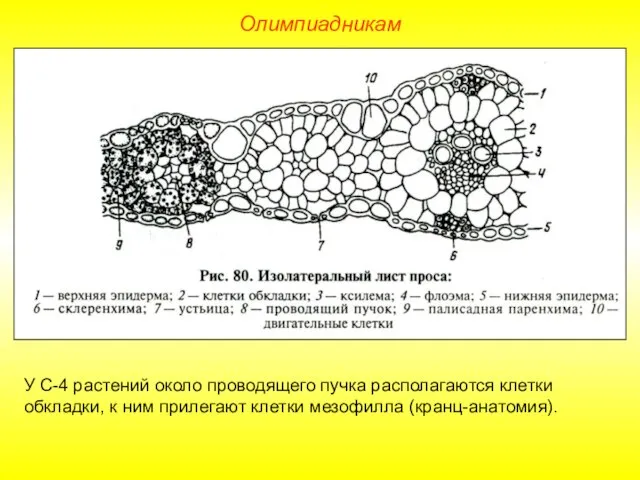 Олимпиадникам У С-4 растений около проводящего пучка располагаются клетки обкладки, к ним прилегают клетки мезофилла (кранц-анатомия).