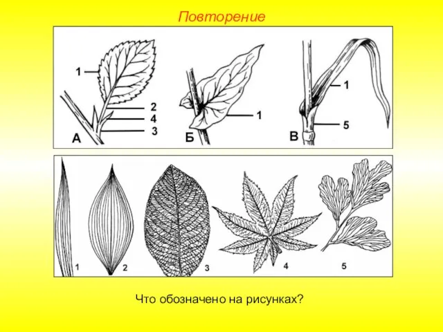 Повторение Что обозначено на рисунках?