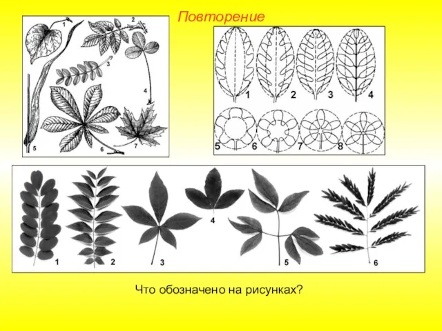 Повторение Что обозначено на рисунках?