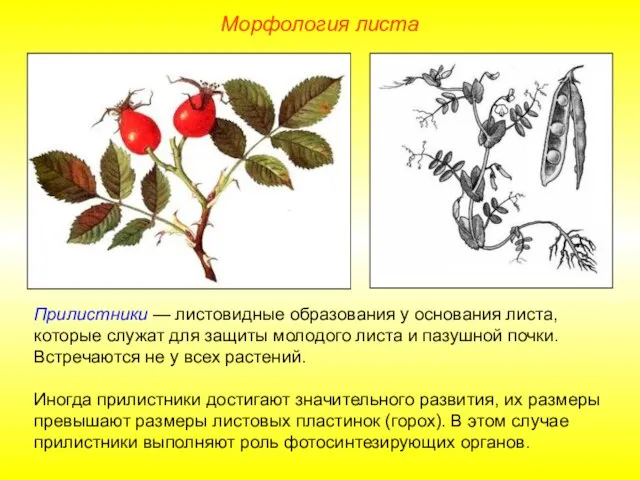 Прилистники — листовидные образования у основания листа, которые служат для защиты молодого