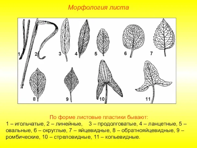 По форме листовые пластики бывают: 1 – игольчатые, 2 – линейные, 3