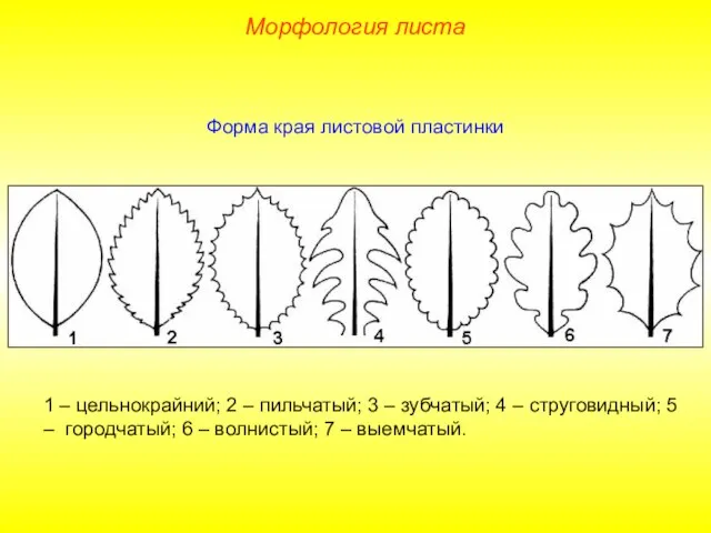 Форма края листовой пластинки 1 – цельнокрайний; 2 – пильчатый; 3 –