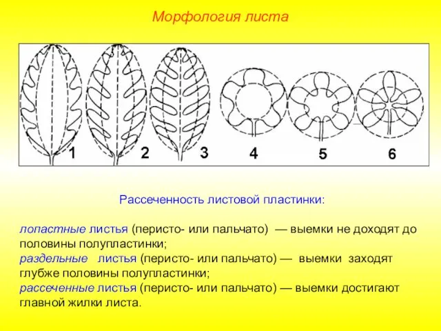 Рассеченность листовой пластинки: лопастные листья (перисто- или пальчато) — выемки не доходят