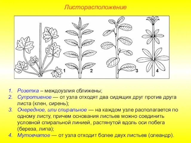 Розетка – междоузлия сближены; Супротивное — от узла отходят два сидящих друг