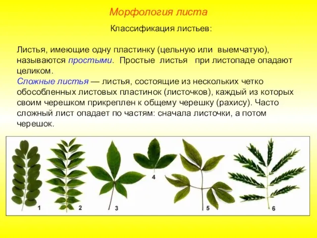 Классификация листьев: Листья, имеющие одну пластинку (цельную или выемчатую), называются простыми. Простые