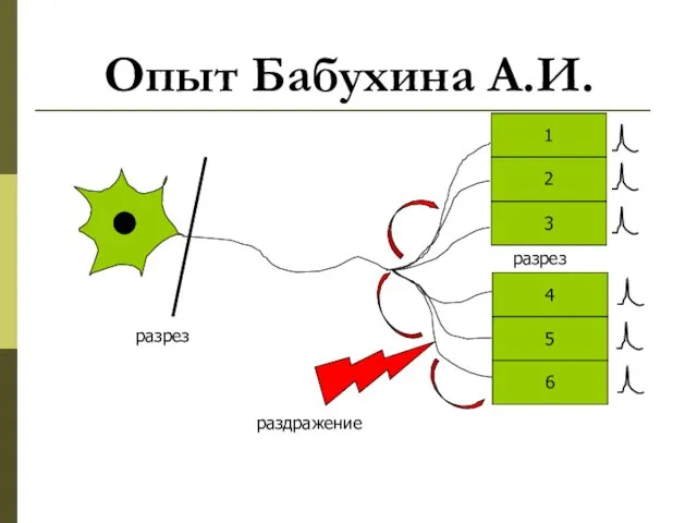 разрез Опыт Бабухина А.И.