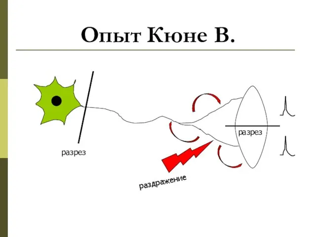 Опыт Кюне В.