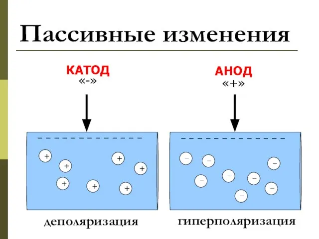 Пассивные изменения КАТОД «-» АНОД «+» − − − − − −