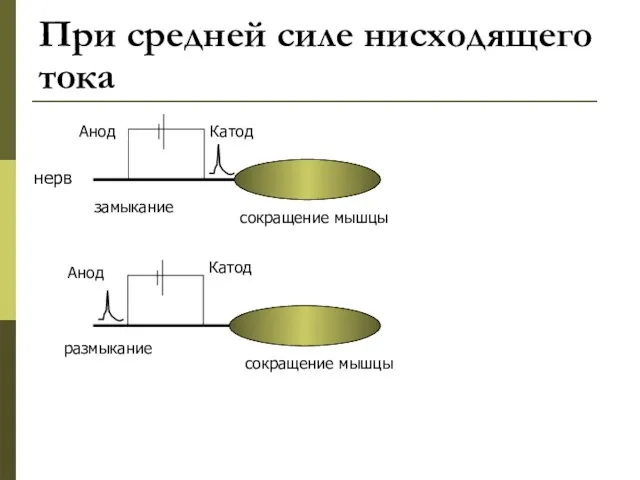 При средней силе нисходящего тока Катод Анод Анод Катод замыкание размыкание сокращение мышцы нерв сокращение мышцы