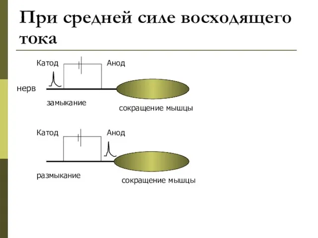 При средней силе восходящего тока Катод Анод Анод Катод замыкание размыкание сокращение мышцы нерв сокращение мышцы