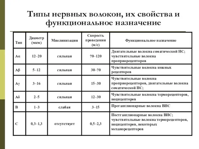 Типы нервных волокон, их свойства и функциональное назначение