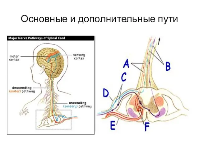 Основные и дополнительные пути