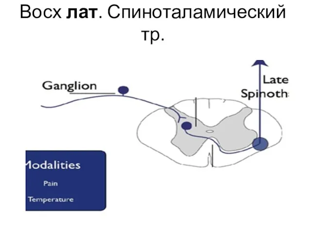 Восх лат. Спиноталамический тр.