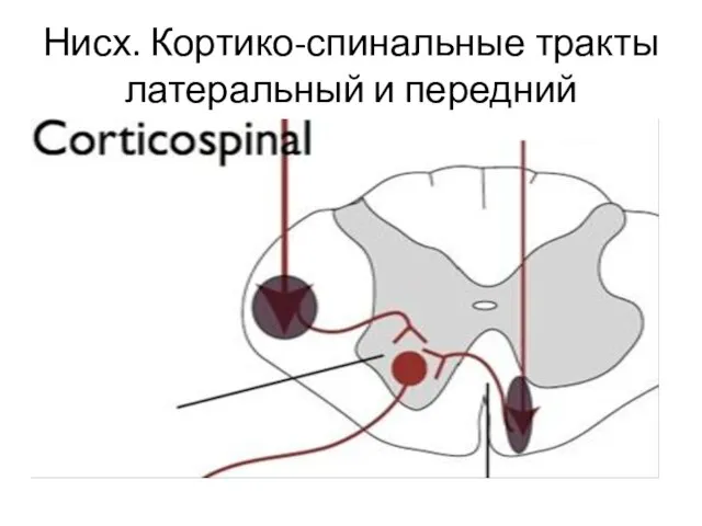 Нисх. Кортико-спинальные тракты латеральный и передний