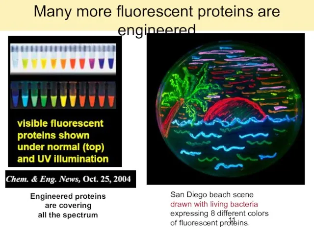Engineered proteins are covering all the spectrum San Diego beach scene drawn