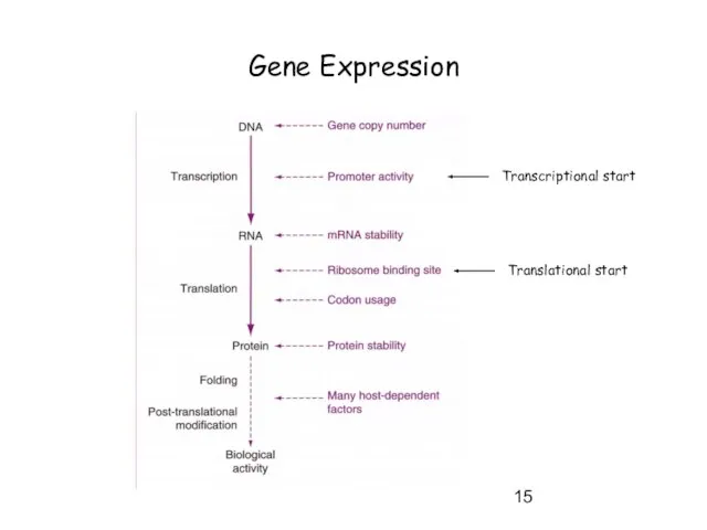 Gene Expression Transcriptional start Translational start