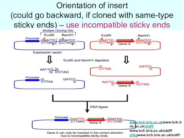 Orientation of insert (could go backward, if cloned with same-type sticky ends)