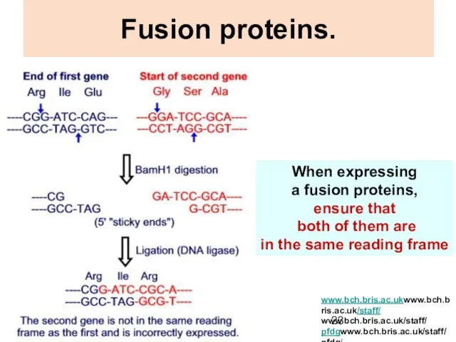 Fusion proteins. When expressing a fusion proteins, ensure that both of them